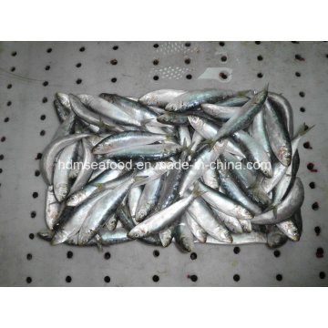 Block Quick Frozen Seafood Sardine for Canned